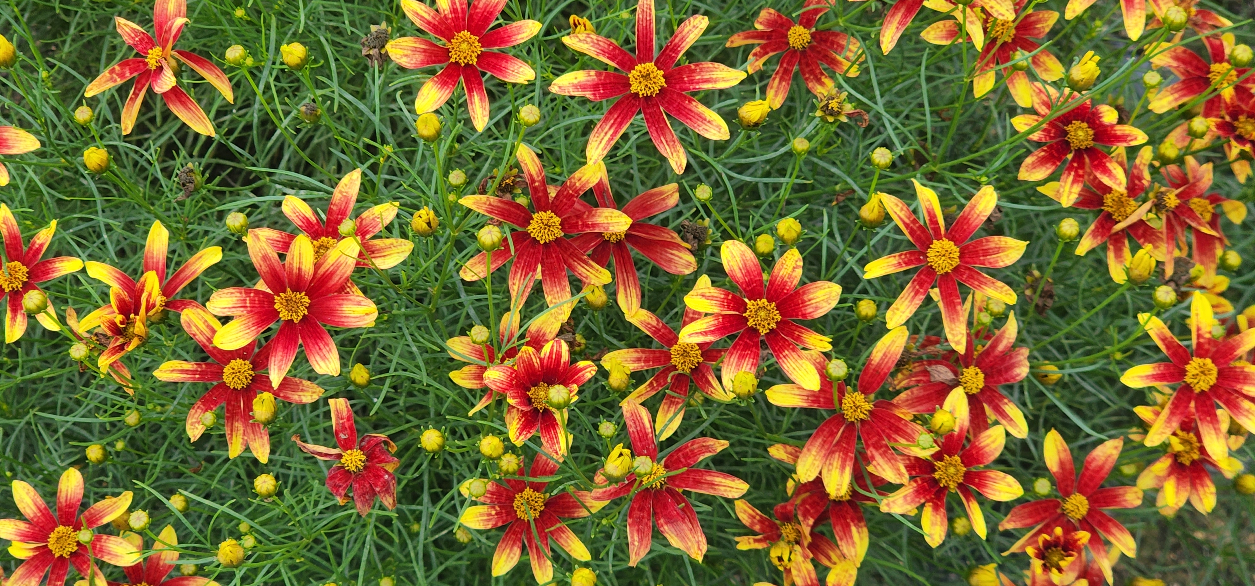 Coreopsis verticillata 'Orange Sunlight’